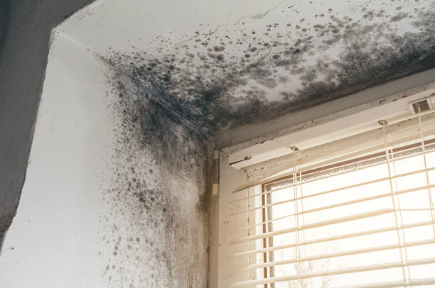Affordable Mold Inspection And Testing solutions in Rebersburg, PA